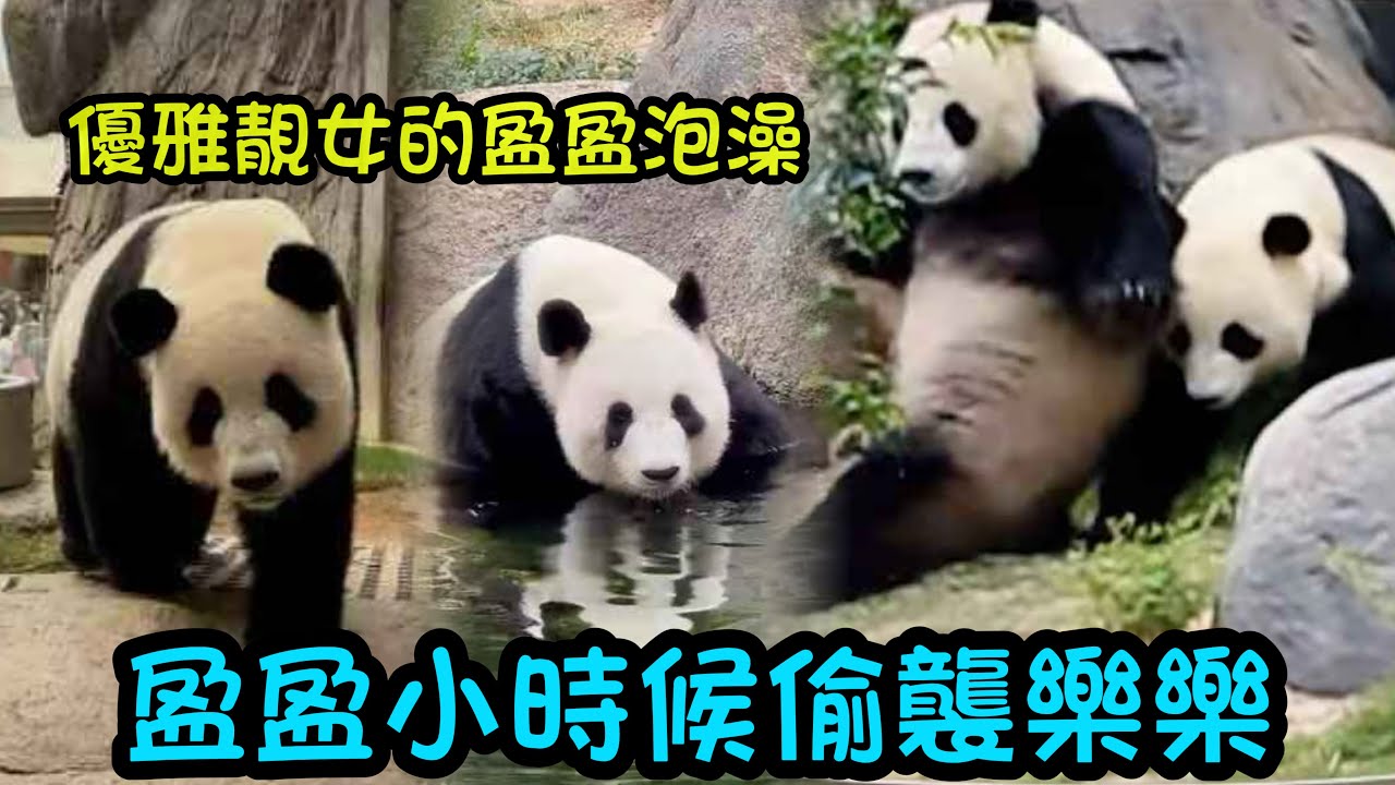 2月6日  C位盈盈，盈盈一直都如此優雅靚女，考古盈盈和樂樂青梅竹馬的小時候 #大熊貓家姐細佬 #大熊貓加加得得