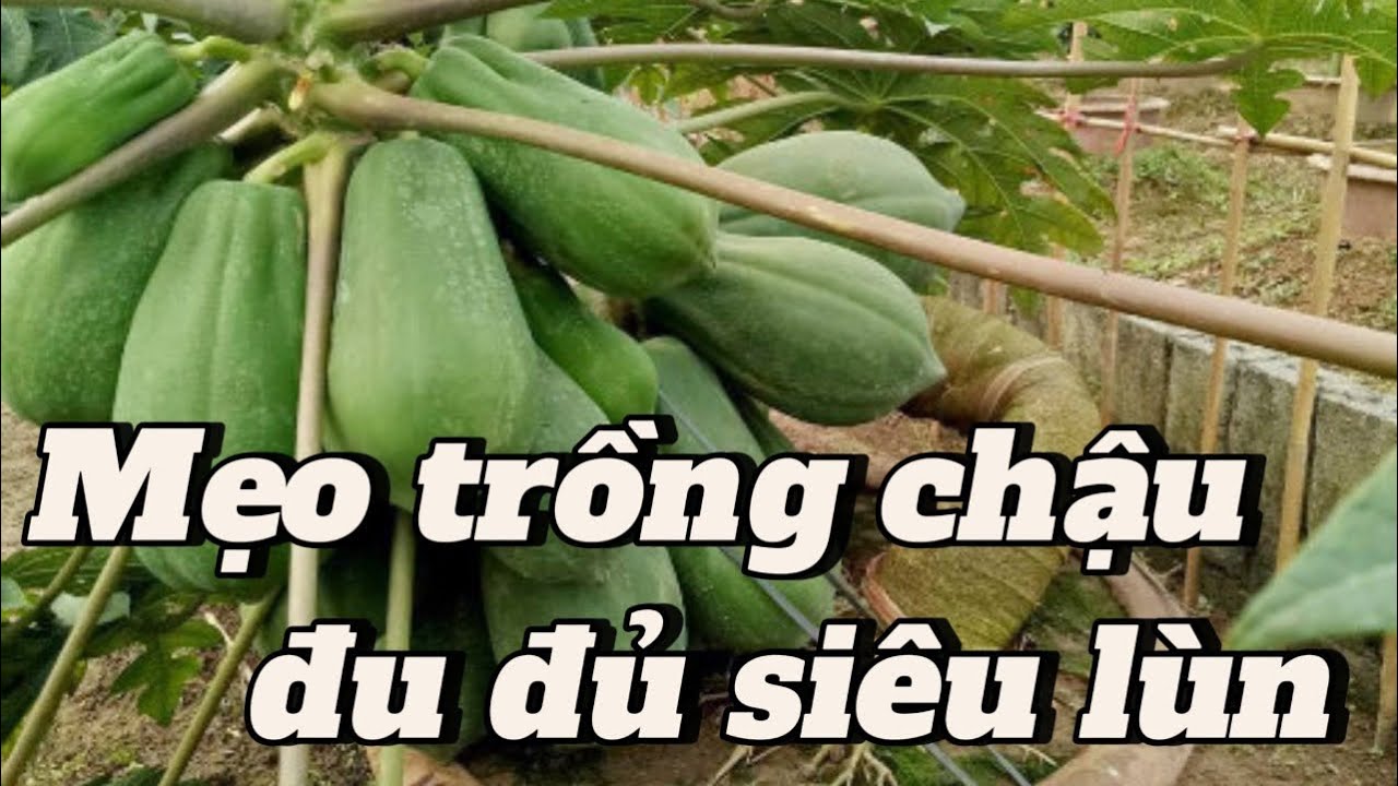 #EP 10 : Cách trồng một chậu đu đủ siêu lùn trái quằn cây trên chậu tại nhà .