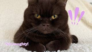 Naughty Things My Cats Do Every Day| Brown Cat