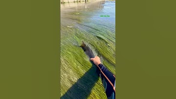 Cá Lớn - bắt Cá Chép Khủng ẩn nấp dưới rong 😱 #khacthuyvlogg