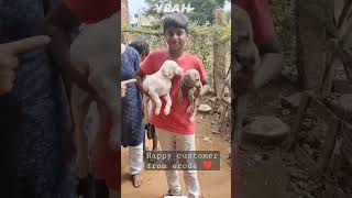 Rajapalayam Puppy, Bought From Our Kennel