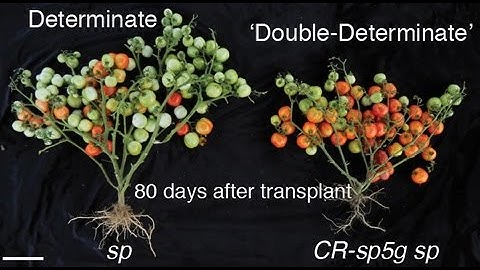 Gene editing yields tomatoes that flower and ripen weeks earlier