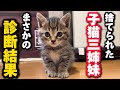 保護した子猫三姉妹を病院に連れて行ったらまさかの診断結果が…