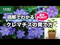 クレマチスの育て方・初心者でも安心管理ポイント【カインズ花図鑑 】
