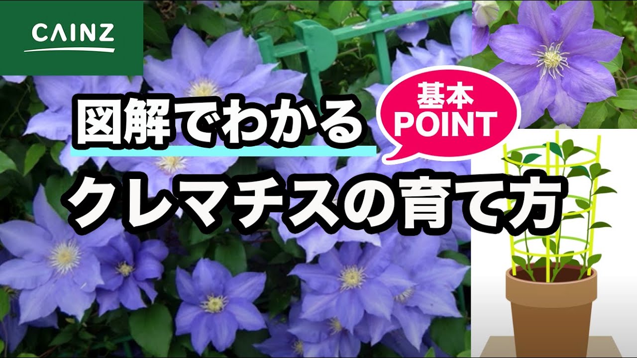 クレマチス 苗の価格と最安値 おすすめ通販を激安で 花 ガーデニング用品関連