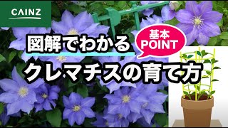 クレマチスの育て方 初心者でも安心管理ポイント カインズ花図鑑 Youtube