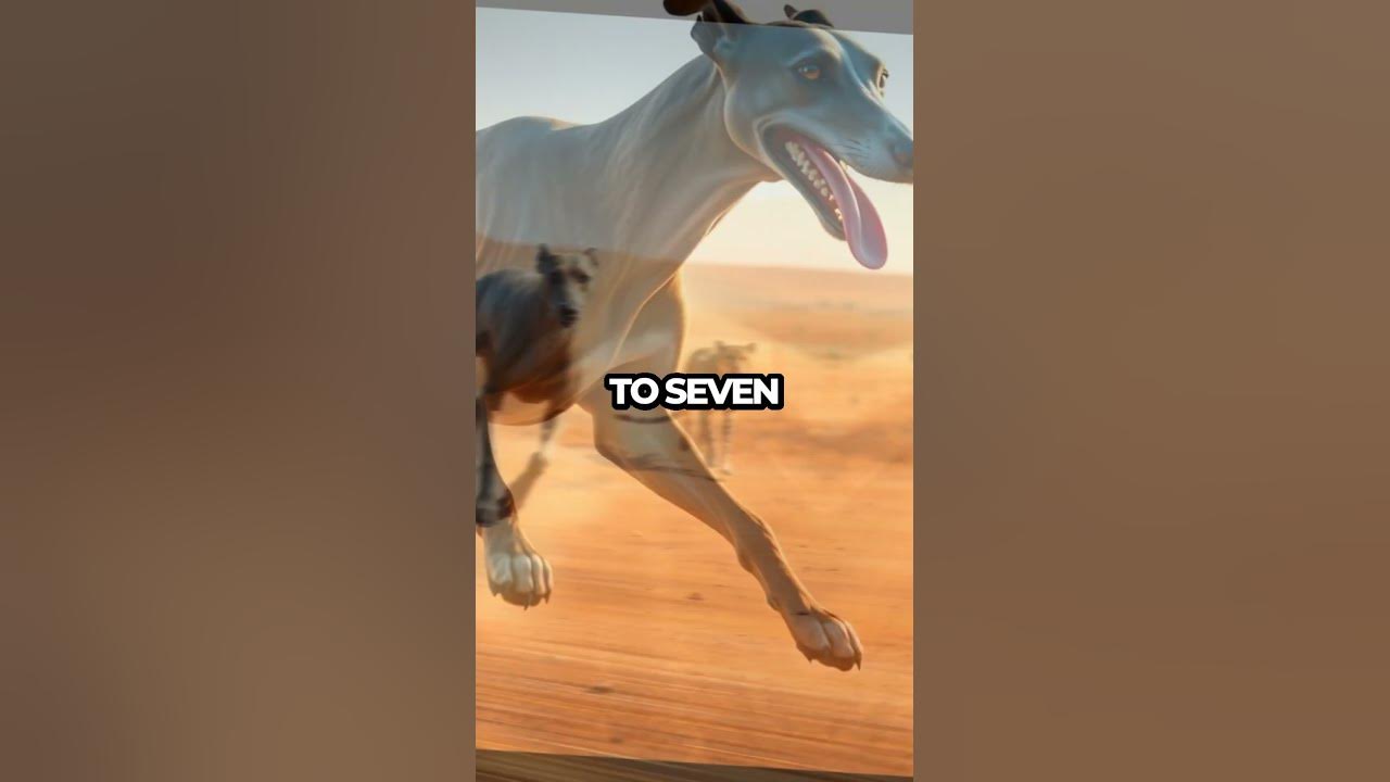 Greyhound vs Cheetah The Shocking Truth About Speed! Shorts YouTube