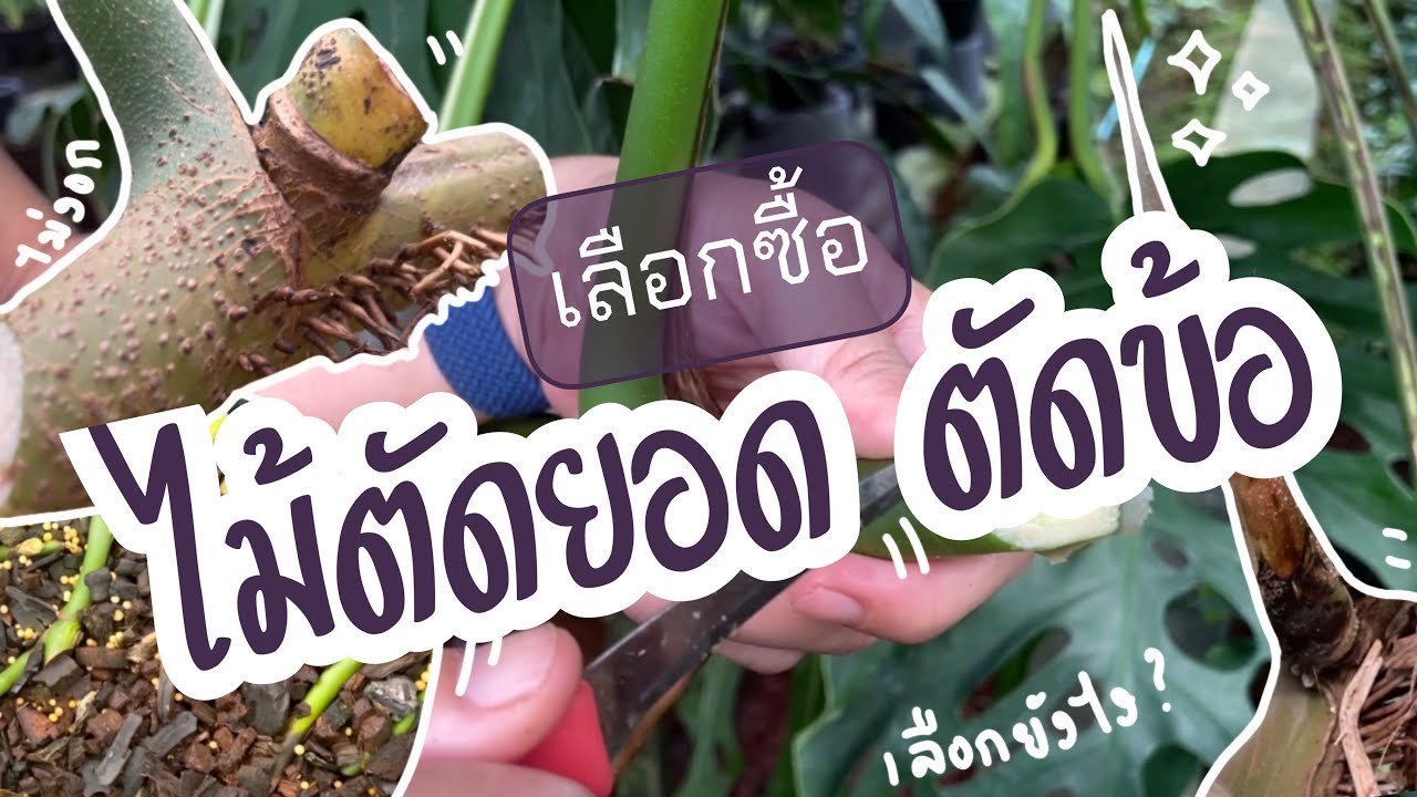 EP. 17 I วิธีเลือกไม้ตัดยอด ไม้ตัดข้อ