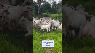 Eita vacada parida top de mais 😳😱 #gado #fazenda #agro #shortsviral