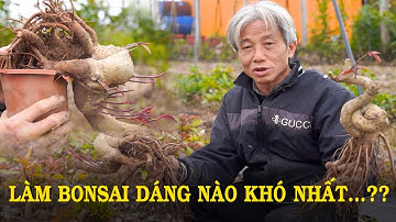 Quá trình làm Lộc Vừng Bonsai của mình l Dương Cây Cảnh