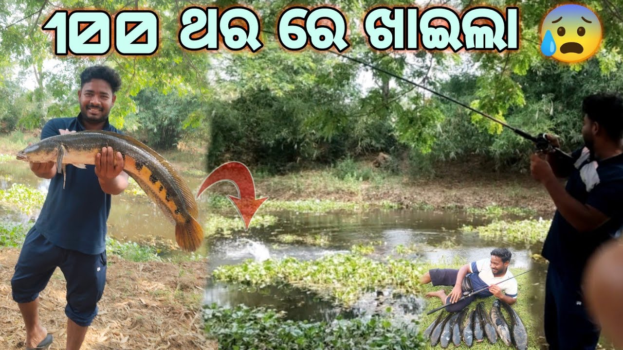 ପ୍ଲାଷ୍ଟିକ 🐸ବେଙ୍ଗ ରେ ଧରିଲି ବଡ଼ ମାଛ 😱🎣!!ଶାଳ ମାଛ କେମିତି ଧରିବା #fishingtechniques #bkgreatfishing
