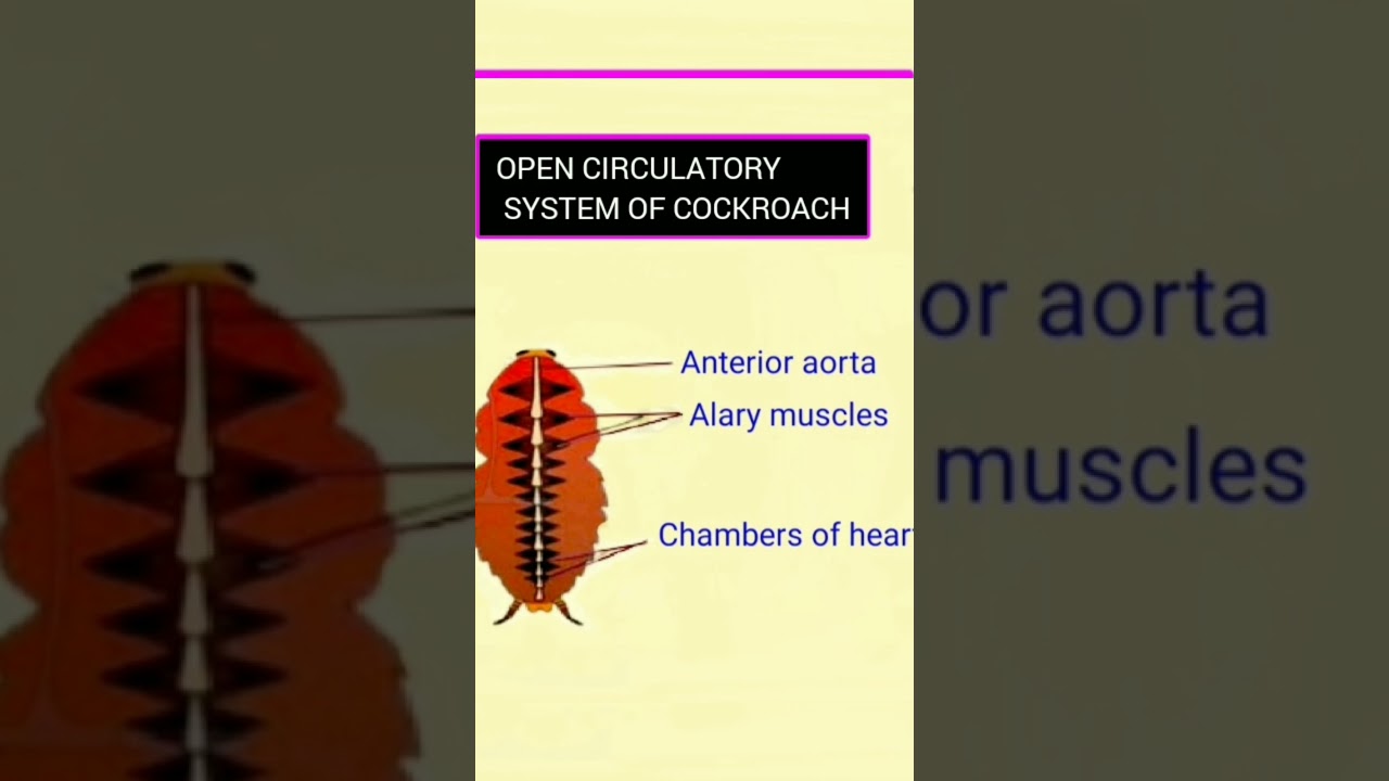 Open circulatory system of cockroach & Nucleosome.. - YouTube