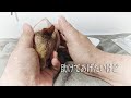 すれ違い保護モルモットちゃんに大変なことがおきました