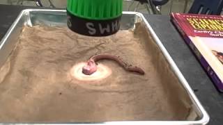 Earthworm Response Lab Light Test