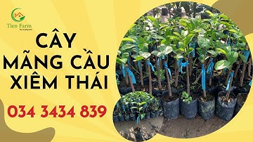 Xem hình cây mãng cầu xiêm thái giống đẹp tại Tiên Farm| 0343434839