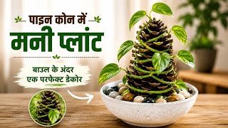 Pine Cone + Money Plant 🌱 Amazing Home Decor Idea | Easy DIY Bowl Decoration