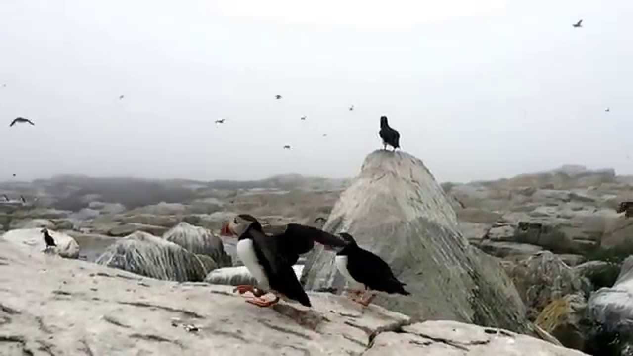 Awesome Puffin flying in slow motion off of Machias Island, New Brunswick