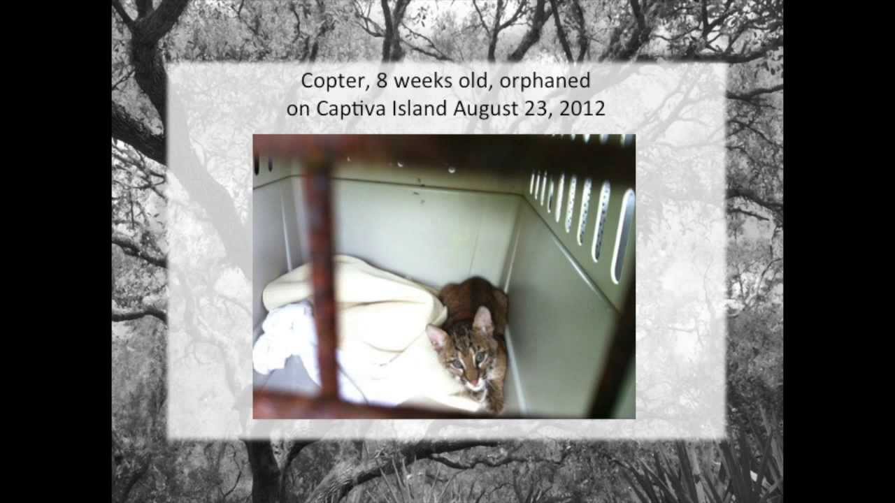 rescue dogs rock nyc Bobcat Rehab Program at Big Cat Rescue