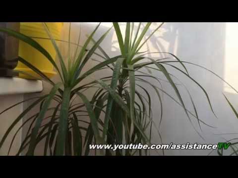 Video: Hvordan Plejer Man Dracaena?