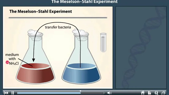 Meselson and Stahl Experiment Animation