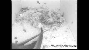 Young Common Swifts left alone for the first time