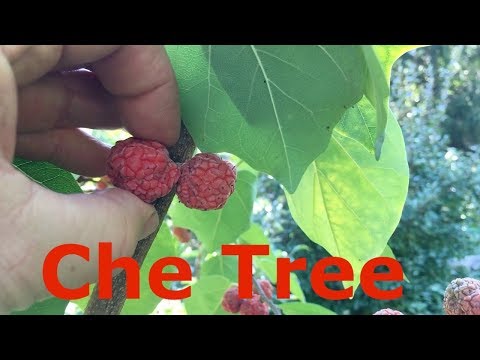 Che Tree Cudrania tricuspidata Chinese Mulberry Mandarin Melon Berry
