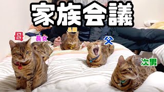 ベンガル猫家族5匹の緊急会議で母猫が説教しています