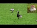 Белощекая казарка   Branta leucopsis