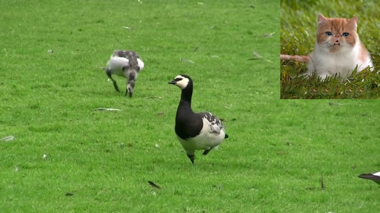 Белощекая казарка Branta leucopsis