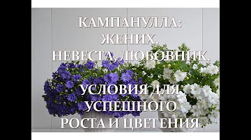 Кампанулла жених, невеста, любовник.  Условия для успешного роста и цветения.