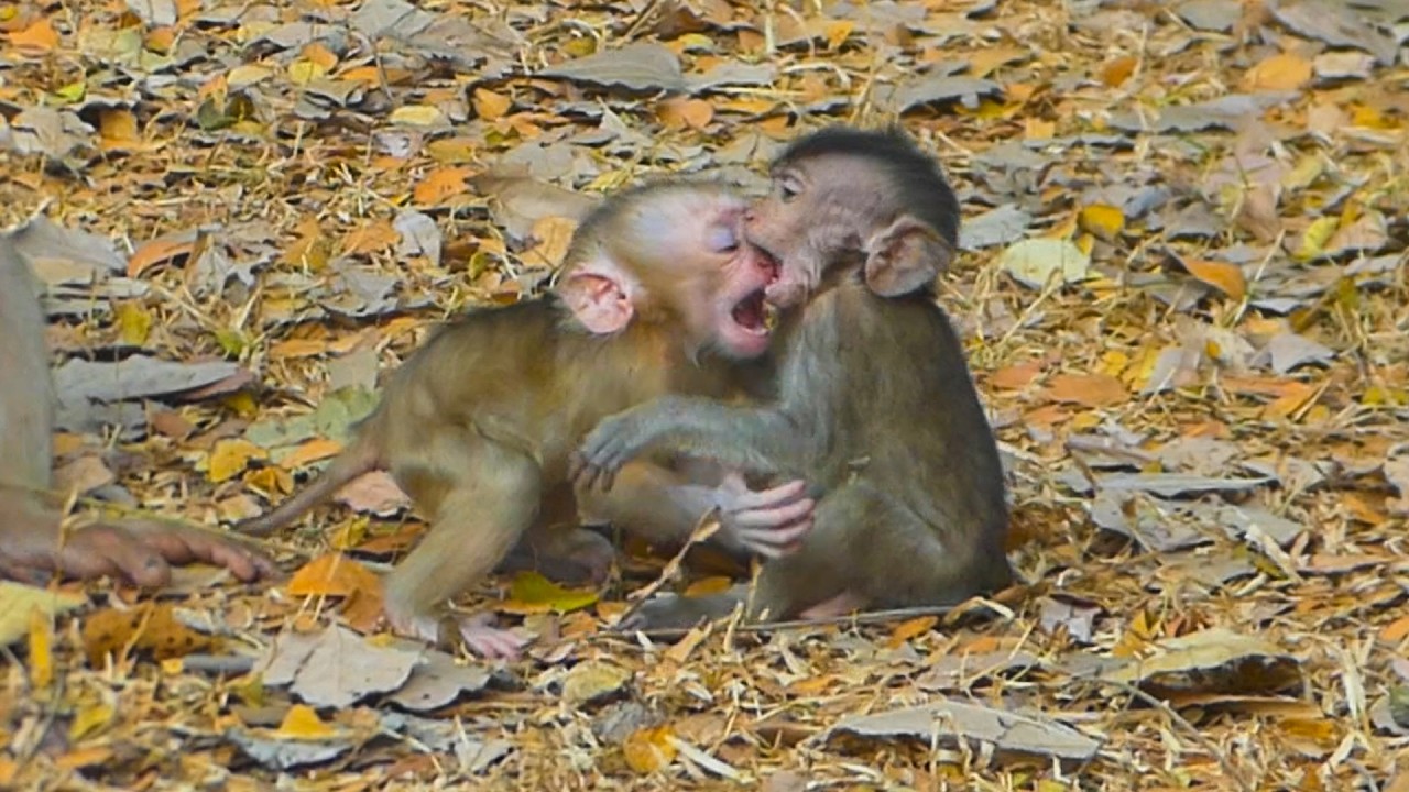 Hilarious baby Lucan has friends to play with, Lauy joins in this excitement with her baby