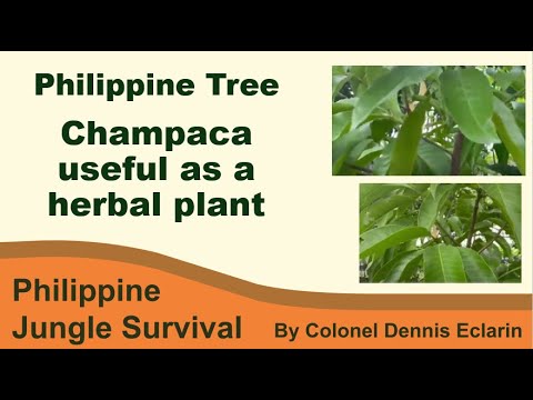 Champaca tree is useful as a herbal plant (Philippine Plants, Philippine Trees)