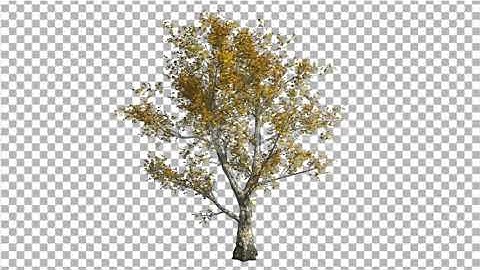 London Plane Tree Swaying at the Wind Yellow | Motion Graphics - Envato elements