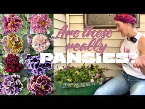 بنفشه های جدید برای سال ۲۰۲۵ در گلدان های پاییزی و بهاری ژوژ اینجا او رشد می کند