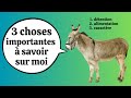 Les nes ces animaux si mal connus  3 choses importantes  savoir sur eux