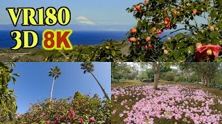 [ 8K 3D VR180 ] 伊豆大島「椿まつり」椿花ガーデン、大島公園  Camellia Festival in Izu-Ohshima-island,Tokyo,Japan