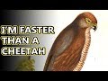 African Goshawk facts: they have fancy headgear | Animal Fact Files