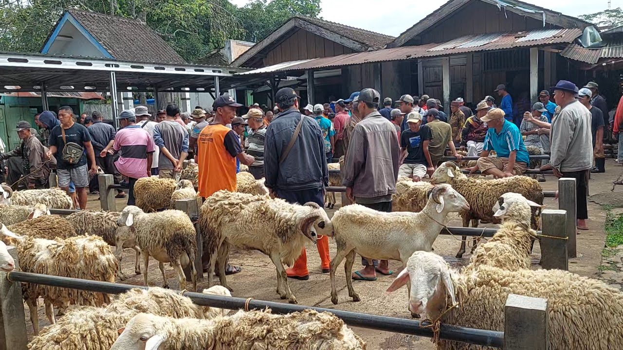 PASAR PINGIT TEMANGGUNG HARI INI RAME PENJUAL
