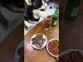 Turning around and taking peanuts, I got drunk secretly. Husky. Cute pet debut plan. Animal conf