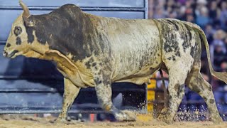 BULL RIDING FINAL - AURIFLAMA Rodeo 2025 (Official 4K)