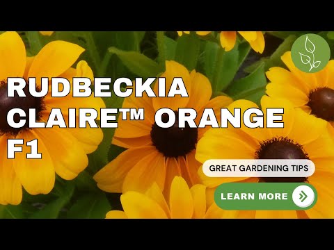 Rudbeckia Claire Orange F1 AAS Winner! #garden #gardeningtips #plants #rudbeckia