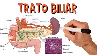 Sistema Digestório - Trato Biliar (Ductos Biliares, Pâncreas, Vesícula Biliar...)