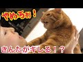 メス主の抱っこを全力拒否で怒る猫がかわいすぎたw