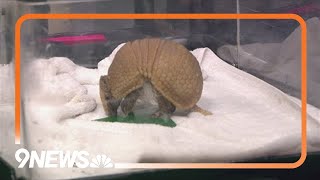 Armadillos live at Denver's Downtown Aquarium