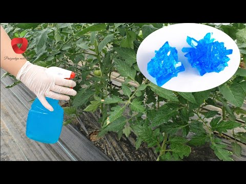 Video: Peach Tree Spray – Kedy postrekovať broskyne proti hmyzu