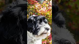 Portuguese Water Dogs: Navigating Adventures and Hearts #dogfacts #dogbreed #dogs  #Dogbreeds