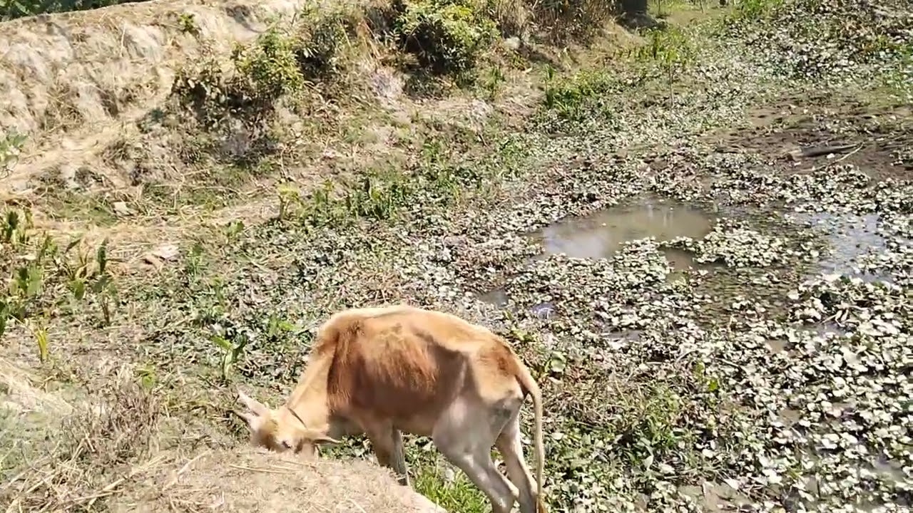 আমাদের গ্রামের সব ধরনের সবজি হয় 