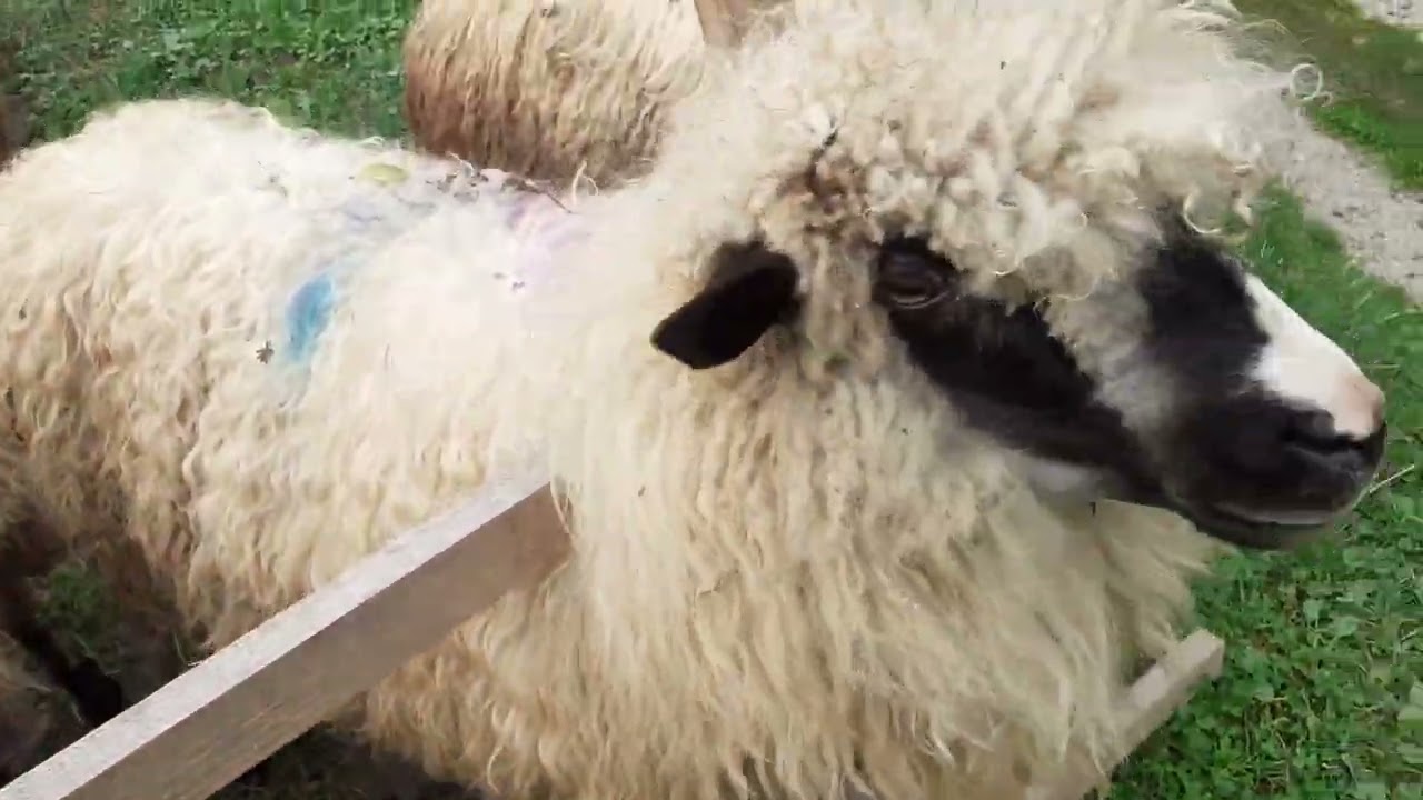 Ovce pramenka - 12.10.2022.