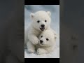 ❄️世界一かわいい寝顔...赤ちゃんホッキョクグマの1日❄️