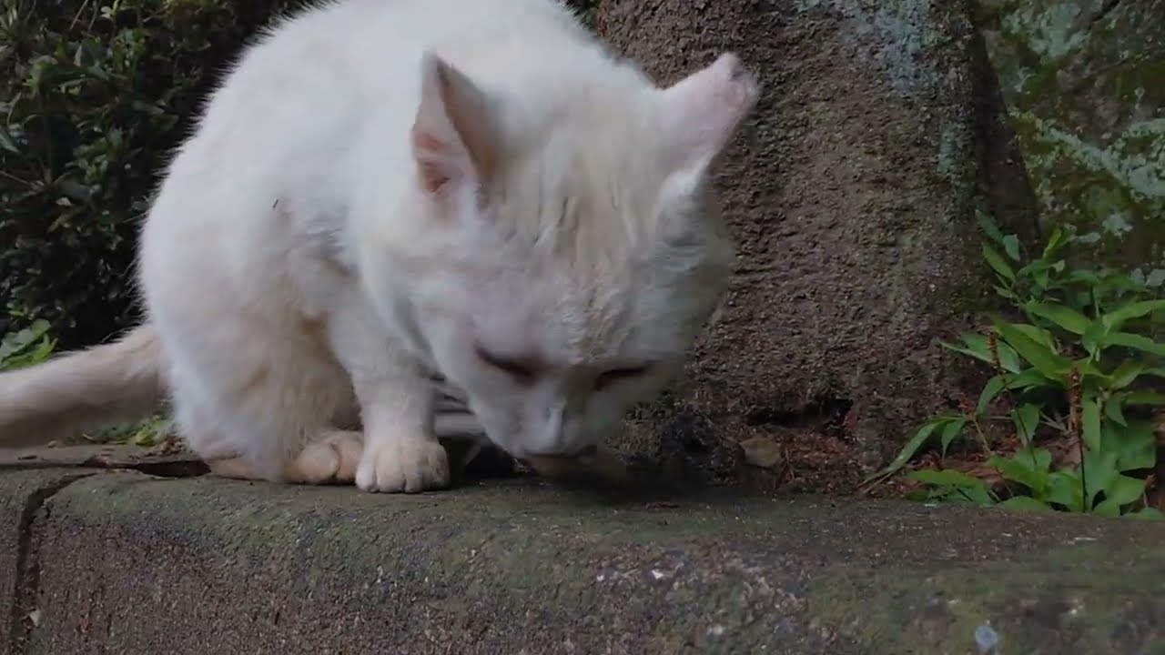 こちらの縄張りまでお迎えに来てくれたハイソックス君❗ご飯パクパク
